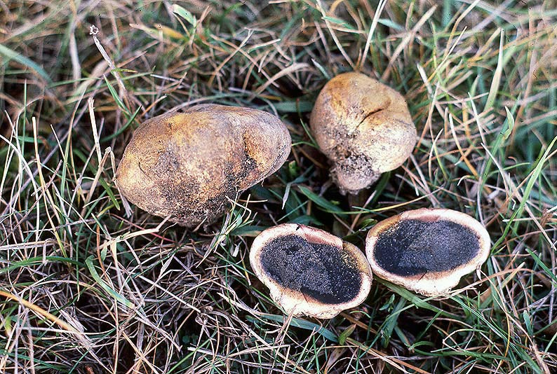 Scleroderma cepa